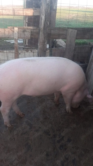 Se vinde porc  - imagine 2