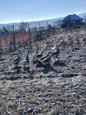 Vând gaste americane  - imagine 3