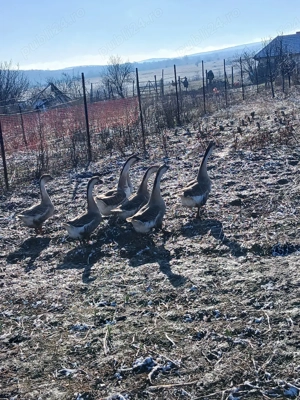 Vând gaste americane  - imagine 2