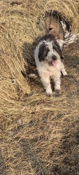 Schimb mascul mioritic  - imagine 2