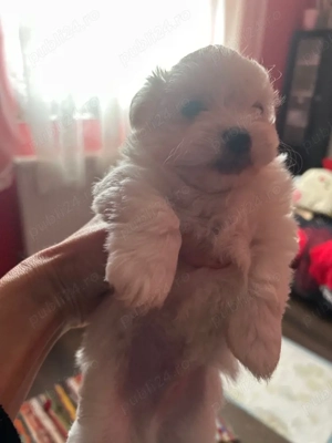 vind 2 catei bisoni maltez 