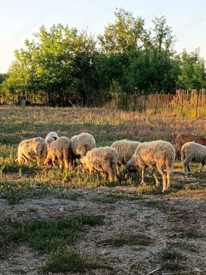 vand miei mari și oi