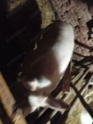 vind sau schimb cu capre  - imagine 3