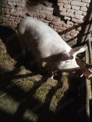 vind sau schimb cu capre  - imagine 4