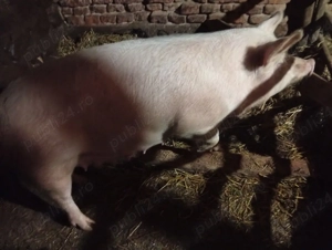 vind sau schimb cu capre  - imagine 2