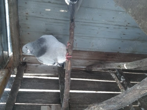 Porumbei ornament - imagine 4