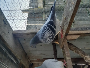 Porumbei ornament - imagine 2