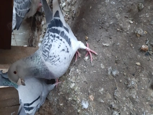 Porumbei ornament - imagine 3