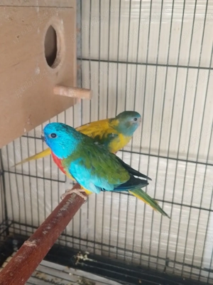 pereche papagali neophema splendida  - imagine 3