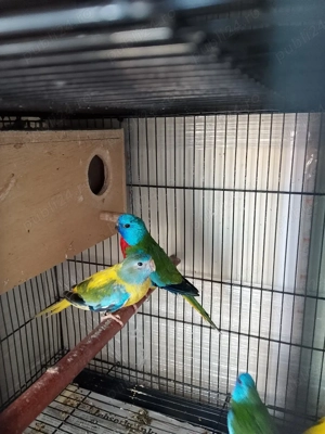 pereche papagali neophema splendida  - imagine 4