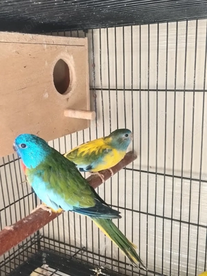 pereche papagali neophema splendida  - imagine 5