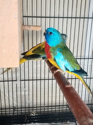 pereche papagali neophema splendida 