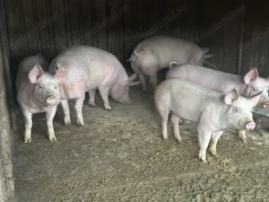 Vand porci 50-70 kg - imagine 2