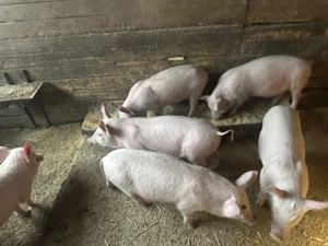 Vand porci 50-70 kg - imagine 3