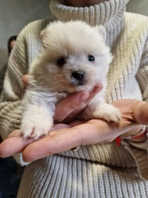 Pomeranian fetiță  - imagine 2