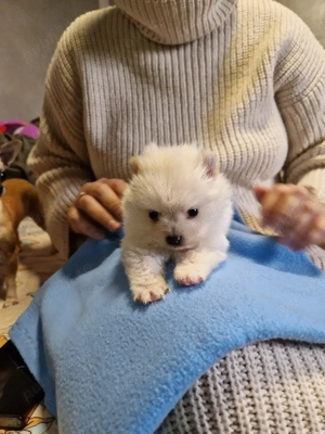 Pomeranian fetiță  - imagine 3