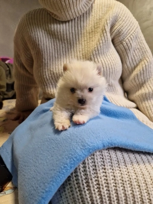 Pomeranian fetiță  - imagine 5