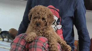 Vând fetiță pudel (2 luni) - imagine 2