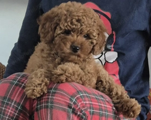 Vând fetiță pudel (2 luni)