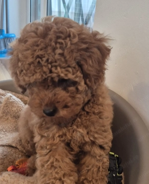 Vând fetiță pudel (2 luni) - imagine 4