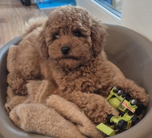 Vând fetiță pudel (2 luni) - imagine 3