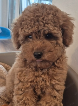 Vând fetiță pudel (2 luni) - imagine 5