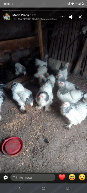 Ouă de vânzare  - imagine 2