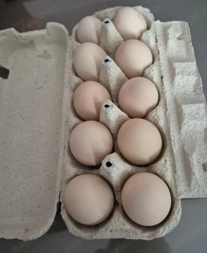 Ouă de vânzare  - imagine 3