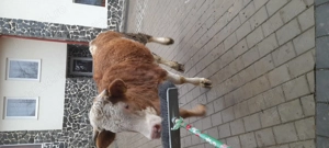 Vând junincă 1 an 4 luni - imagine 3