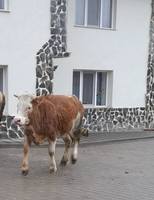 Vând junincă 1 an 4 luni - imagine 2