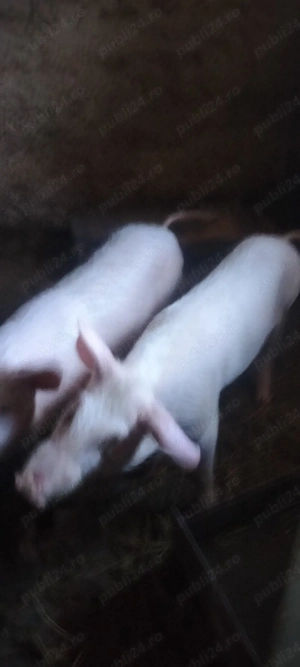 vand purcei Marele Alb cu Landrace