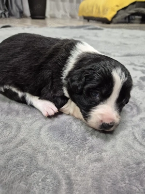 Puiuți Border Collie Superbi   Rezervări Deschise! PEDIGREE EXPORT - imagine 2