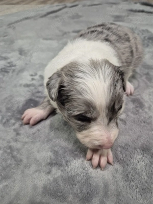 Puiuți Border Collie Superbi   Rezervări Deschise! PEDIGREE EXPORT - imagine 3