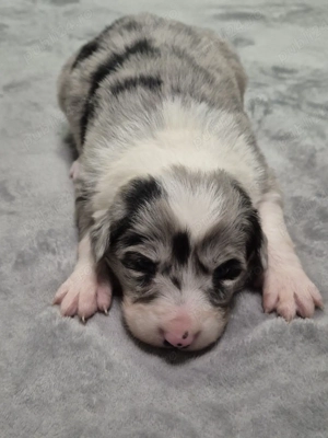 Puiuți Border Collie Superbi   Rezervări Deschise! PEDIGREE EXPORT