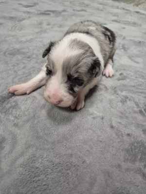 Puiuți Border Collie Superbi   Rezervări Deschise! PEDIGREE EXPORT - imagine 5