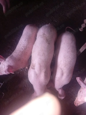 Vând purcei de tara, au 3 luni 