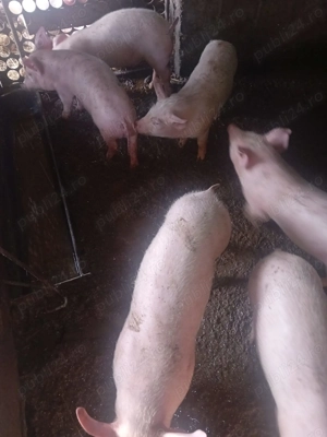 Vând purcei de tara, au 3 luni  - imagine 2