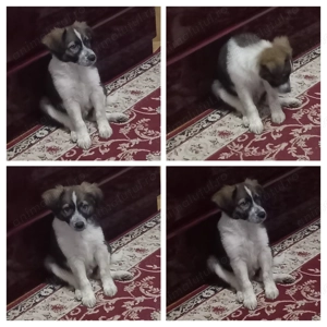 Adopție responsabilă   pui mascul, talie medie, București