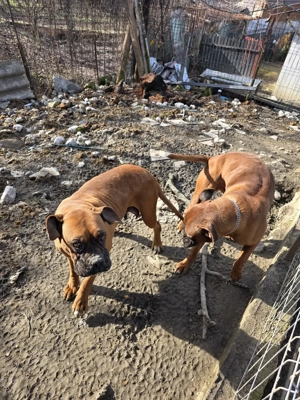 De vânzare, Pereche  Boxeri   - imagine 2