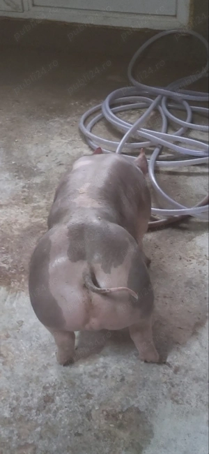 Scrofițe si un mascul castrat