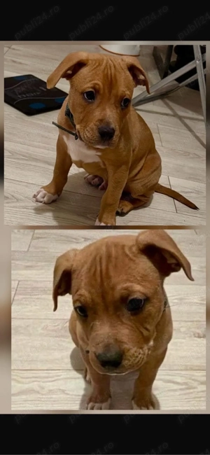 mascul amstaff in varsta de 2 luni  - imagine 2