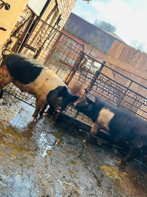 Vand 2 grasuni aproximativ 50 kg