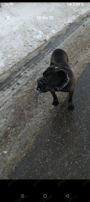 vănd o cățălușă de Amstaf urgent  - imagine 5