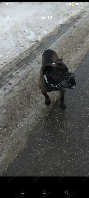 vănd o cățălușă de Amstaf urgent  - imagine 4