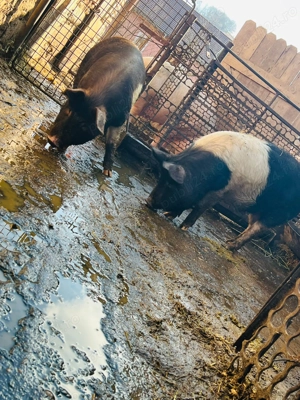 Vand 2 grasuni aproximativ 50 kg - imagine 3