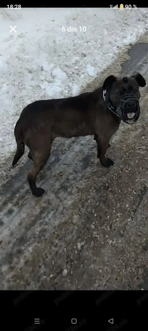 vănd o cățălușă de Amstaf urgent  - imagine 2