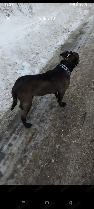 vănd o cățălușă de Amstaf urgent  - imagine 3