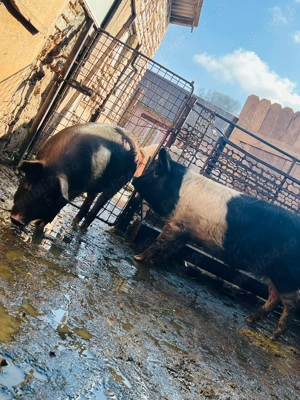 Vand 2 grasuni aproximativ 50 kg - imagine 4