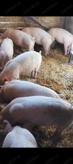 Vând șoldani la 30-35 kg - imagine 5