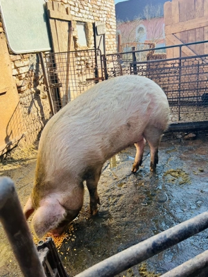 Scroafa de 160 kg  - imagine 2